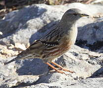 Alpine Accentor