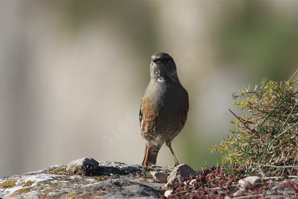 Alpine Accentor