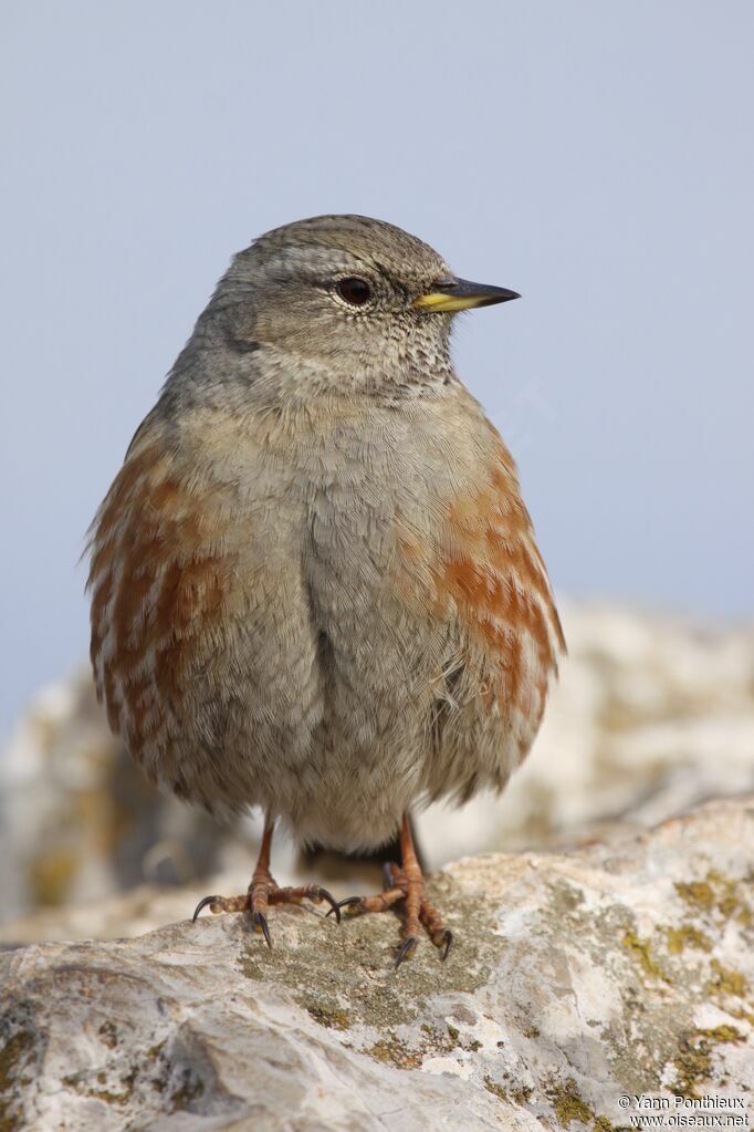 Alpine Accentor