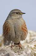 Alpine Accentor