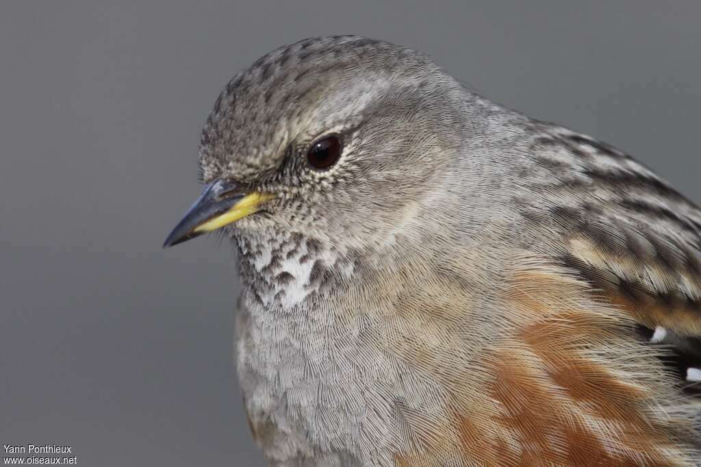 Alpine Accentoradult, close-up portrait