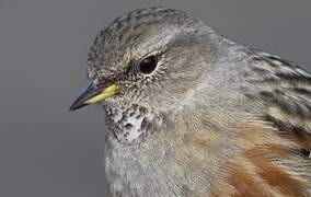 Alpine Accentor