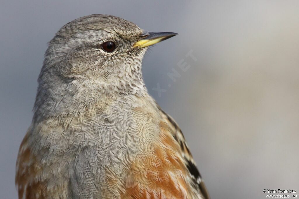 Alpine Accentor