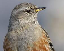 Alpine Accentor