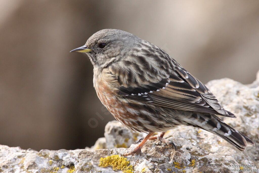 Alpine Accentor