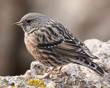 Alpine Accentor