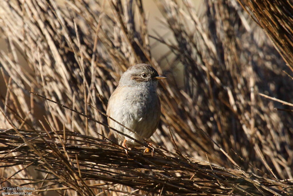 Dunnock