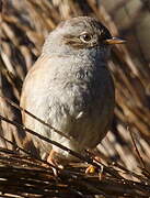 Dunnock