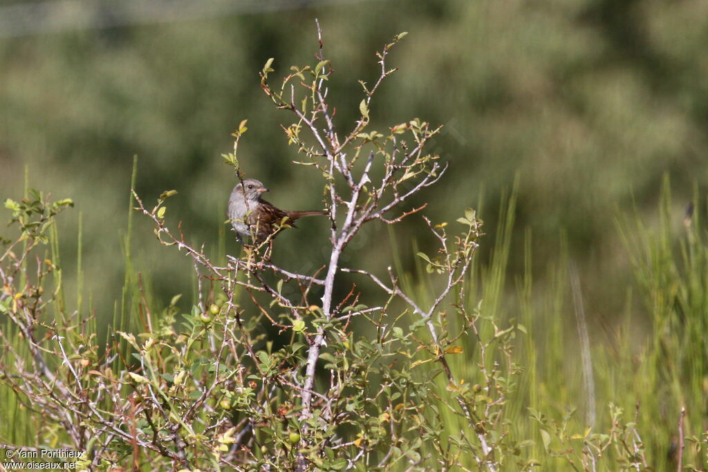 Dunnock