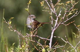 Dunnock