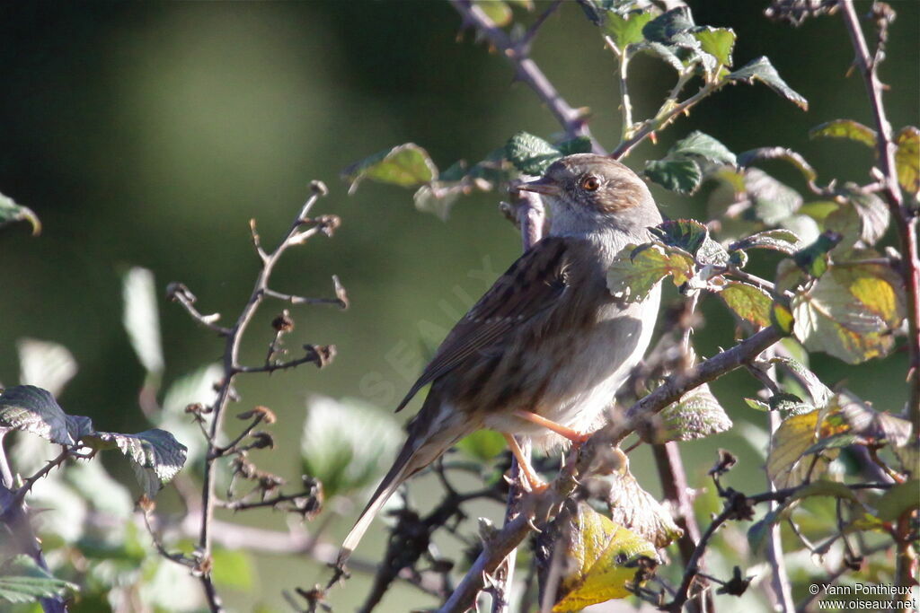 Dunnock