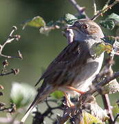 Dunnock