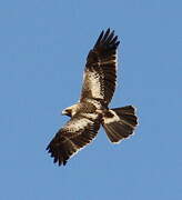 Booted Eagle