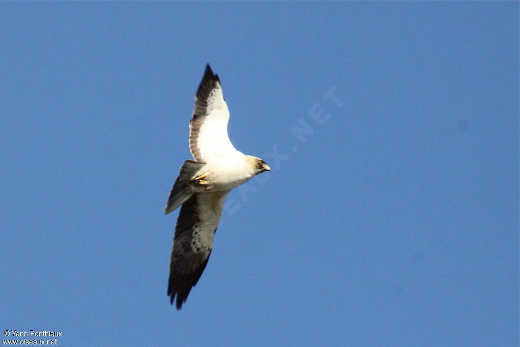 Booted Eagle, Flight