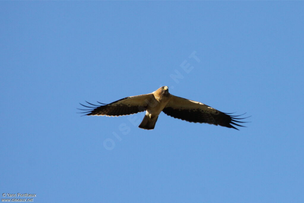 Booted Eagle