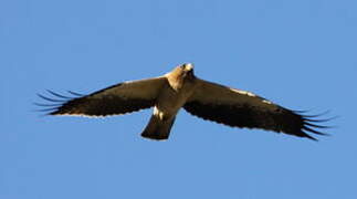 Booted Eagle