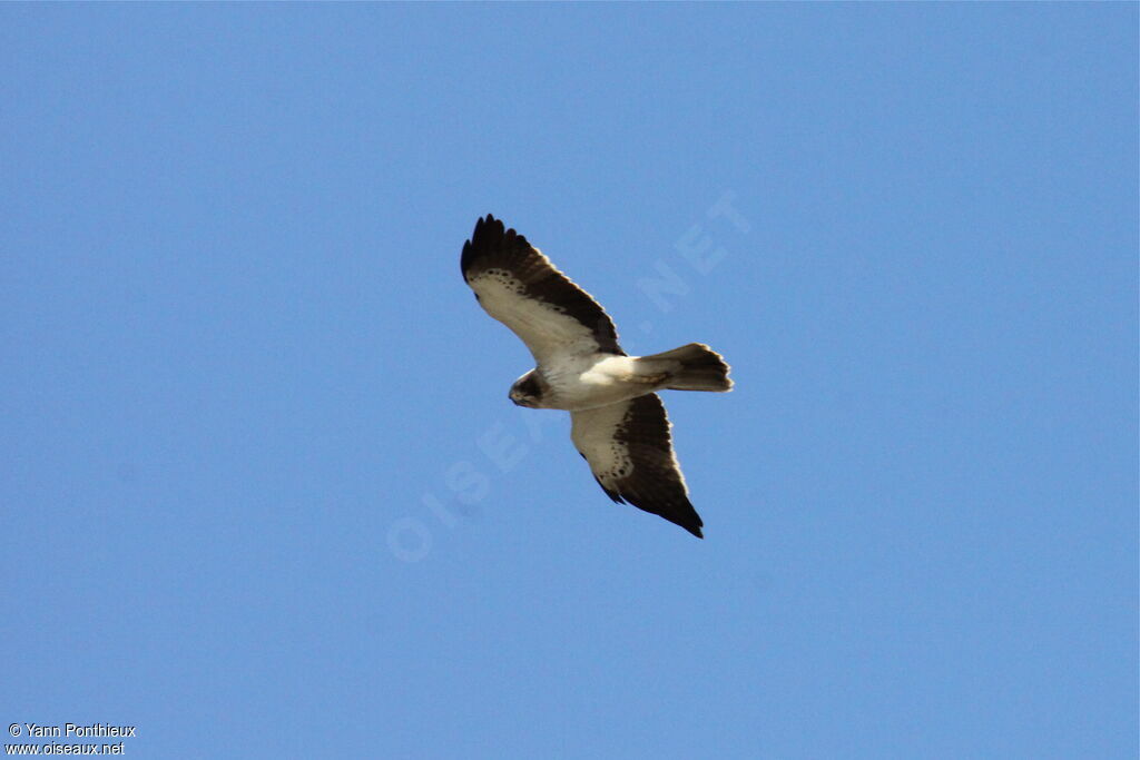 Booted Eagle