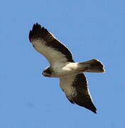 Booted Eagle