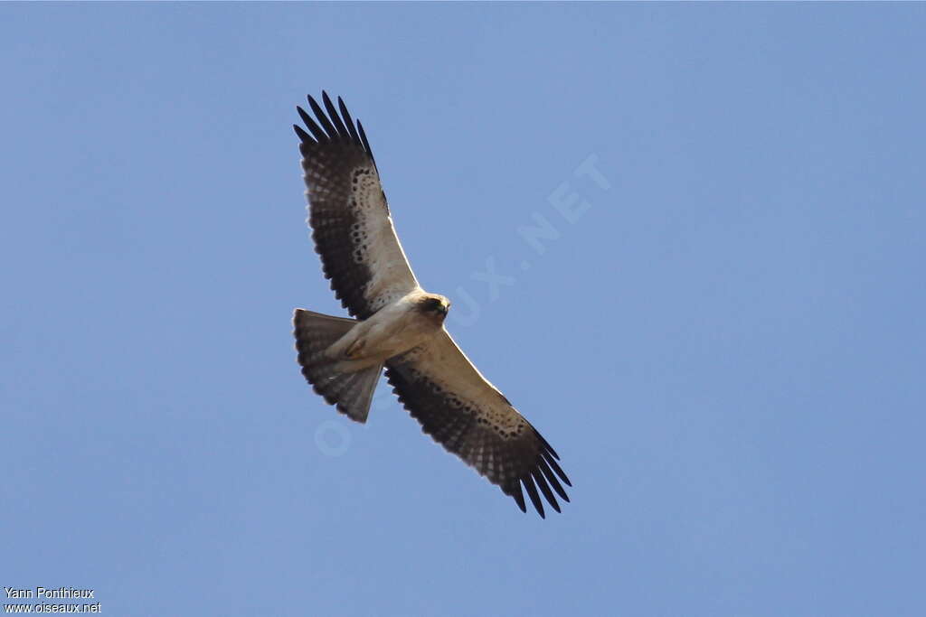 Booted Eagleadult, Flight