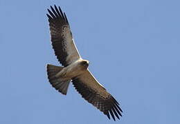 Booted Eagle