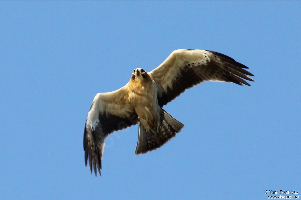 Booted Eagle