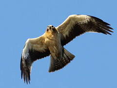 Booted Eagle