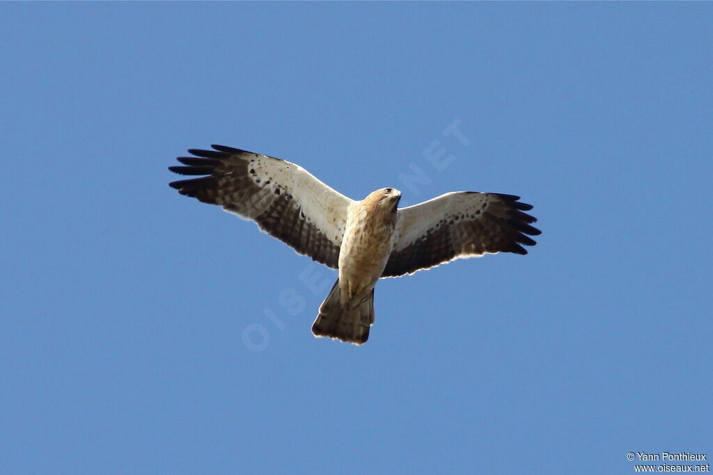 Booted Eagle