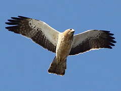 Booted Eagle