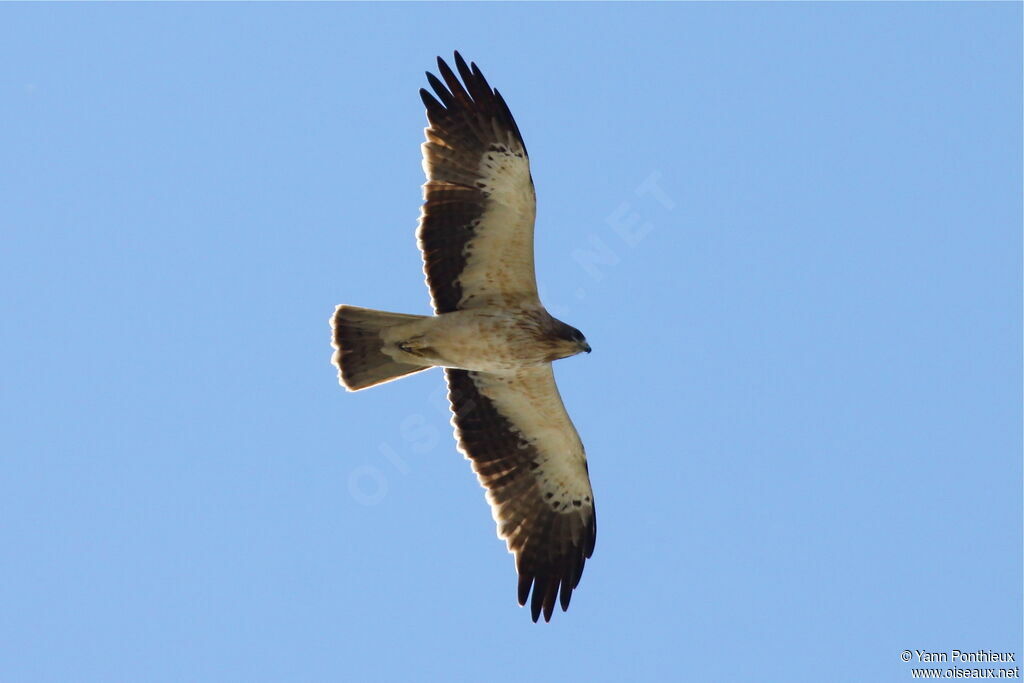 Booted Eagle