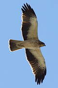 Booted Eagle