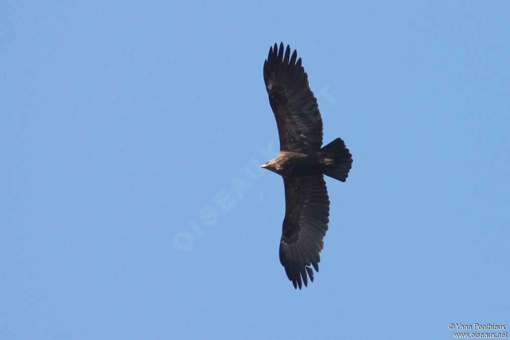 Greater Spotted Eagle