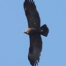 Aigle criard