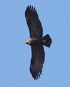 Greater Spotted Eagle