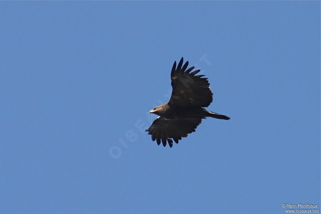 Greater Spotted Eagle