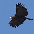 Aigle criard