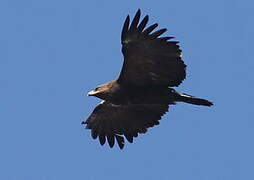 Greater Spotted Eagle