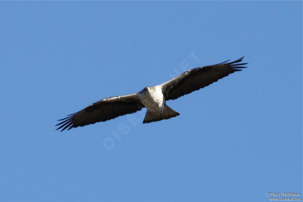 Aigle de Bonelliadulte, Vol