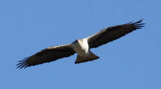 Bonelli's Eagle