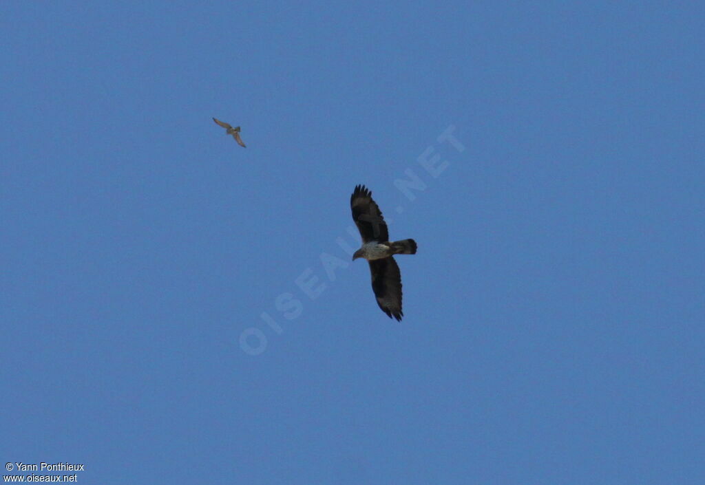 Aigle de Bonelliadulte