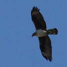 Aigle de Bonelli