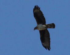 Bonelli's Eagle