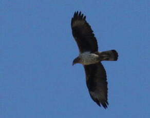 Aigle de Bonelli