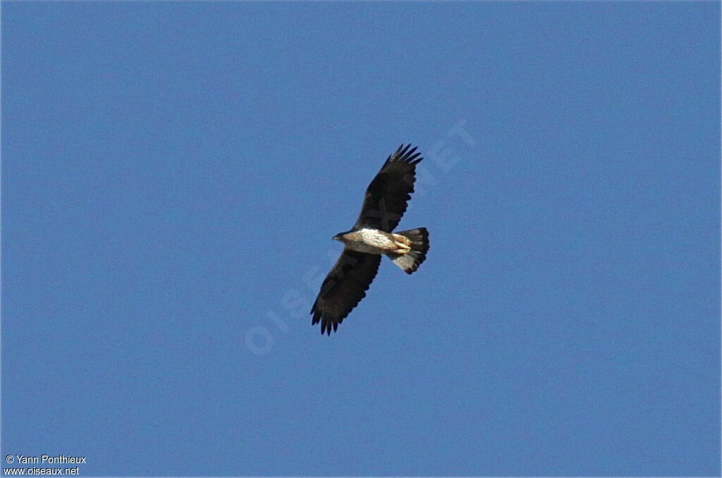 Aigle de Bonelliadulte