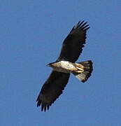 Bonelli's Eagle