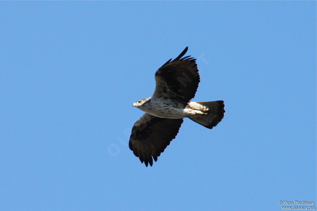 Aigle de Bonelliadulte, Vol