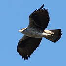 Aigle de Bonelli