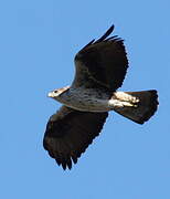 Bonelli's Eagle