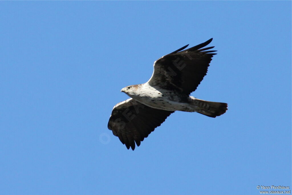 Bonelli's Eagleadult, Flight