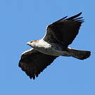 Aigle de Bonelli