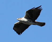 Bonelli's Eagle